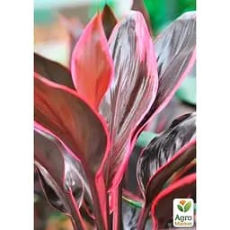 LMTD Кордилина Agro-Market Tango 35-45см (178897) 1 саженец в упаковке (комнатный) Нидерланды