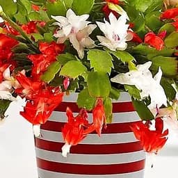 Шлюмбергера Agro-Market Bicolor (Декабрист, зигокактус) (71866) 2 саженца в упаковке 