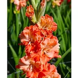 Гладіолус "Coral Crush" (189886) 3 шт Нідерланди