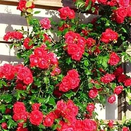 Троянда плетиста Agro-Market The Prince's Trust саджанець класу АА+ вищий сорт 1 шт. в упаковці (178144)