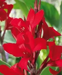 Саженец Agro-Market Канна Красный Супергигант 1 шт. в упаковке (38221)