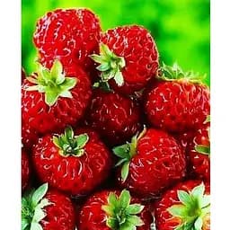 Саженец Agro-Market Гибрид клубники и малины Веденсвилл 7 (Vedenswil) (средний срок созревания) 5 шт. (25795)