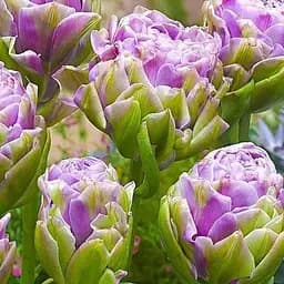 Тюльпан "Violet Pranaa" (99948) 2 шт