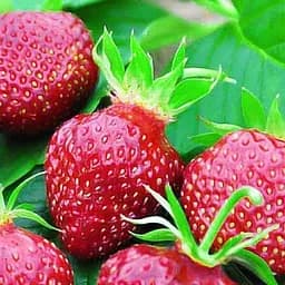 Саджанець Agro-Market Полуниця Кент (Kent) (ранній термін дозрівання, ягоди добре зберігаються) 5 шт. в пакуванні (25735)