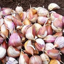 Часник посадковий (зубчики) "Любаша" Україна 0,2кг (44368)