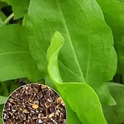 Насіння Agro-Market Щавель Бельвільський на вагу ціна за 6 г (22088)