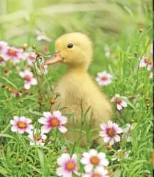 This Book Is Literally Just Pictures of Tiny Animals That Will Make You Smile - мініатюра 2