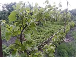 Саджанець Agro-Market Виноград Юпітер (кишмиш, ранній термін дозрівання, морозостійкість до -27⁰С) 1 шт. в пакуванні (17705) - мініатюра 3