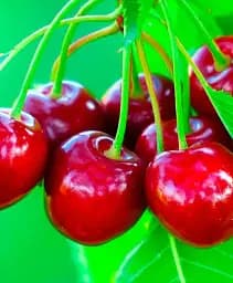 Саджанець Agro-Market Черешня Бичина (літній сорт, середній термін дозрівання) 1 шт. в упаковці (25906)