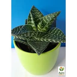 Сукулент Гастералое Agro-Market Tiki Zilla (вазон Р9) (186901) 1 саженец в упаковке 