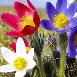 Саджанець Agro-Market Сон-трава Multicolor (62278) (Корневище) 1 шт. в упаковці