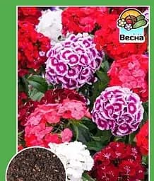 Семена Весна Гвоздика Турецкая 0.3 г (15875)