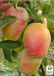 Саджанець Agro-Market Яблуня Кандиль синап (осінній сорт, середній термін дозрівання) 1 шт. в упаковці (46268) - мініатюра 2