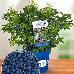 LMTD Голубика ремонтантная 2-х летняя Agro-Market "Lucky Berry" (высота 40-60 см, горшок С5) (180017) з Німеччини 1 саженец в упаковке