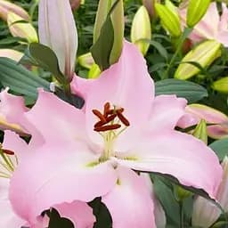 Лилия "Pink News" (Гигантский цветок) (176145) 1 шт