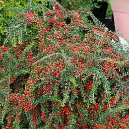 Кизильник гибридный "Skogholm" (183715) 1 саженец в упаковке