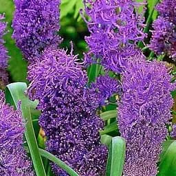 Мускари "Comosum Plumosum" (размер 6/7, большой) 5 шт (17207)