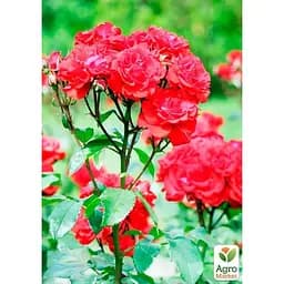 Троянда дрібноквіткова (спрей) Agro-Market Ruby Star саджанець класу АА+ вищий сорт 1 шт. в упаковці (37228) - мініатюра 3