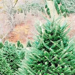 Саджанець Agro-Market Ялиця бальзамічна Казковий сад (Fairy Garden) горщик P9 (38181)