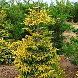 Ялина східна Agro-Market Skylands ком/сітка висота 100-120 см 188442 1 саджанець в упаковці