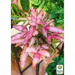 Птерис Agro-Market Критский Make-up Pink (112545) 1 саженец в упаковке комнатный