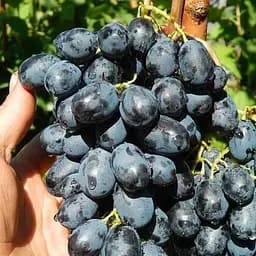 Саженец Agro-Market Виноград Лорано (очень ранний срок созревания) 1 шт. в упаковке (44461)