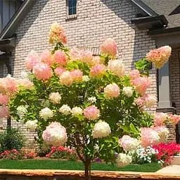 Саджанець Agro-Market Гортензія волотиста на штамбі Phantom S3, висота штамба 50-70см (62871)