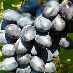 Саджанець Agro-Market Виноград Чорний Ворон (надранній морозостійкий сорт із фруктовими нотками) 1 шт. в пакуванні (80252)