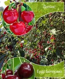Саджанець Agro-Market Дерево-сад Черешня Лапінс+Вишня Ерді Ботермо 1 шт. в упаковці (182765)