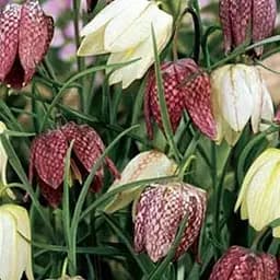 Фритилария "Meleagris mix" (размер 5/6, средний) 5 шт (17329)