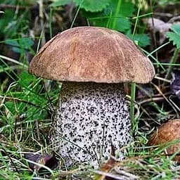 Сухий зерновий міцелій "Підберезовик звичайний" 100г (45194)