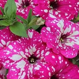 Петуния ампельная "Special Pink Splash" (контейнер №10 высота 10-15см) (49133) 1 саженец