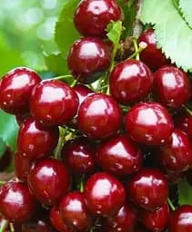 Саджанець Agro-Market Черешня Скіна (літній сорт, пізній термін дозрівання) 1 шт. в упаковці (101954)