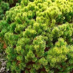 Сосна привитая Agro-Market 2-х летняя горная Ophir С2 высота 20-25 см 187457 1 саженец в упаковке