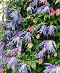 Клематис Agro-Market Alpina 3-х річний висота 60-80 см з Нідерландів 1 саджанець в упаковці (184886)