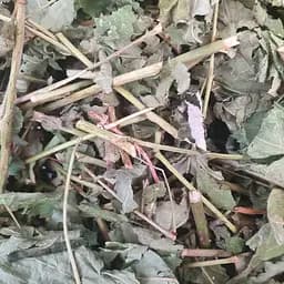 100 г костяника обыкновенная листья/трава сушеная - свежий урожай