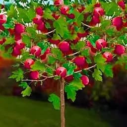 Крыжовник на штамбе Agro-Market "Сенатор" (средний срок созревания) (44847) 1 саженец в упаковке