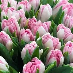 Тюльпан "Foxtrot" (181260) 2 шт