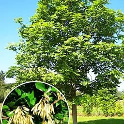 Ясень зеленый "Классический" (Fráxinus excélsior) (высокорослый сорт) (48211) 1 саженец в упаковке