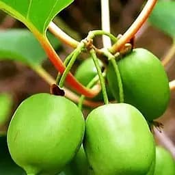 Саджанець Agro-Market Актинідія Сентябрська (міні-ківі, морозостійкий сорт, пізній термін дозрівання) 1 саджанець (46128)