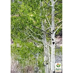 Осика звичайна Agro-Market 80-120 см (188846) 1 саджанець в упаковці