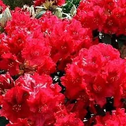 Рододендрон гибридный Agro-Market Wladyslaw Jagiello (186709) 1 саженец в упаковке