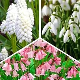 Микс луковиц Agro-Market из 3-х сортов Изумительная радуга (Amazing rainbow) 15шт луковиц (47774)