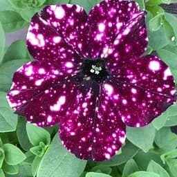 Петунія ампельна "Circus Sky" (116354) 1 саженец