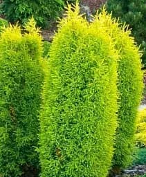 Саджанець Agro-Market Ялівець звичайний Gold Cone контейнер P9, 1 шт. в упаковці (50881)