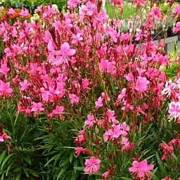 Гаура Baby Butterfly "Dark Pink" (вазон С2 ефектна багаторічна рослина) (188400) 1 саженец