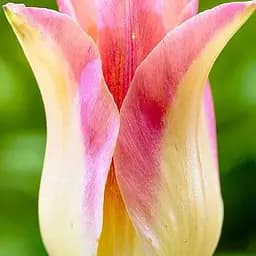 Саджанець Agro-Market Тюльпан Elegant Lady  3 шт.