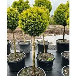 Самшит вечнозеленый формованный шар на переплетенном штамбе (189762) 1 саженец