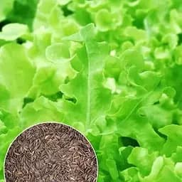 Семена Весна Салат гринпик Зипер 3 г (182213)