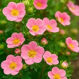 Перстач Чагарниковий "Bella Rosa" (187853) 1 саженец